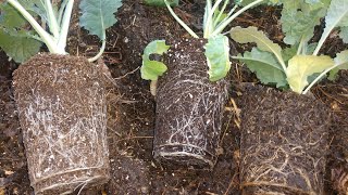 Comparing root growth Miracle Grow vs Compost vs ProMix The Results may surprise you [upl. by Sualokin]