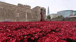 The Tower of London Poppies [upl. by Hildy]