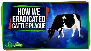 How We Eradicated Cattle Plague [upl. by Anileve47]