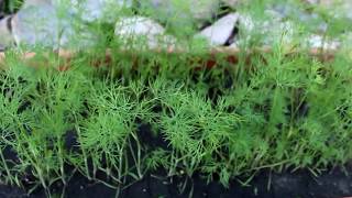 How to Grow and Harvest Dill [upl. by Kcira]