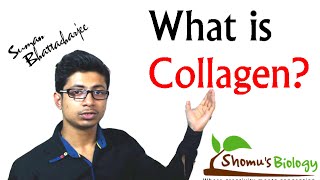 What is collagen collagen protein structure and function [upl. by Maxima]