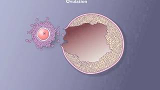 Follicle development [upl. by Anirbus]