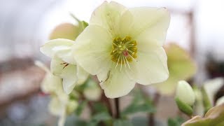 Hellebore Care Guide [upl. by Obellia]