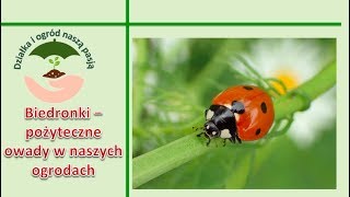 4 Biedronki  pożyteczne owady w naszych ogrodach [upl. by Geiger]