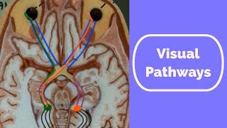 Visual Pathways [upl. by Atikam352]