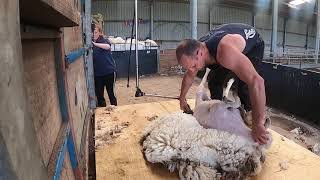 SHEEP SHEARING [upl. by Whitcomb]