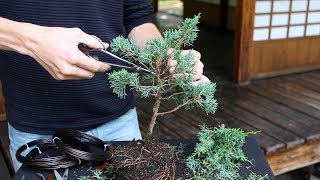 How to create a Bonsai tree DIY [upl. by Noraf]