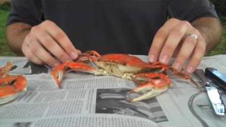 How To Properly Pick A Crab  Whats Up Annapolis Magazine [upl. by Durkin117]