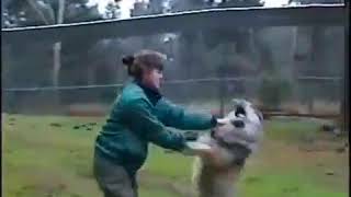 Une femme se bat contre un loup pour lui montrer qui est le chef [upl. by Etteragram]