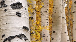 Utahs State Tree The Quaking Aspen by Monroe Elementary [upl. by Flemming]