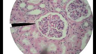 Histology for Beginners [upl. by Flint]