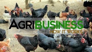 Agribusiness Philippines [upl. by Ula]