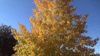 Quacking Aspen in fall color  Populus tremuloides [upl. by Rue631]