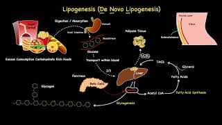 Lipogenesis Summarised [upl. by Serle]