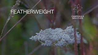 Fleet Foxes  quotFeatherweightquot Lyric Video [upl. by Heriberto]