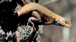 Fence Lizards Are The Best [upl. by Ahseiuqal]