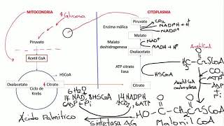 lipogénesis Bioquímica [upl. by Toft]