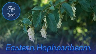 Tree of the Week Eastern Hophornbeam [upl. by Barboza521]