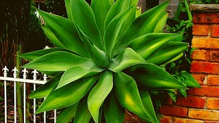 How to Grow and Care Agave Plant [upl. by Relyat]