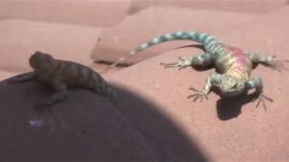 Californian western fence lizard quotbluebellyquot courtship [upl. by Reede]