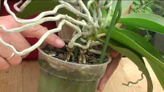 How to Grow Orchids [upl. by Wilton]