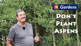 Dont Plant Aspen Trees in Your Colorado Landscape [upl. by Gothar]