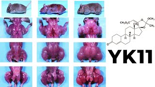 YK11 Myostatin Inhibitor – Increased Follistatin Results amp Side Effects [upl. by Dina]