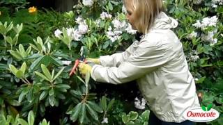 Rhododendron Pruning and Weevil Resistant Yaks [upl. by Barny]