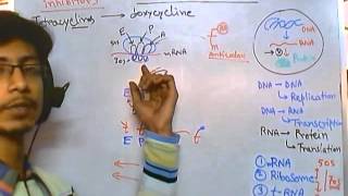 Tetracyclin mode of action [upl. by Draw]