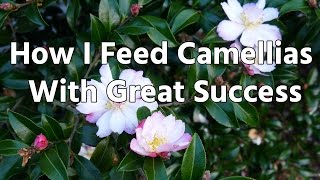 How I Feed Camellias With Great Success [upl. by Nerrat]