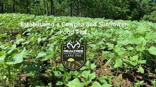 How to Establish an Ironclay Cowpea and Sunflower Food Plot [upl. by Airekahs98]