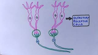 Chemosensory System  Olfactory System [upl. by Aihsak]