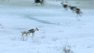 Wolf hunts caribou  Natures Epic Journeys Episode 2 Preview  BBC [upl. by Kennedy]