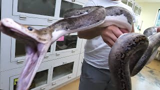 Reticulated Python The Best Pet Snake Snake Bite [upl. by Itin642]