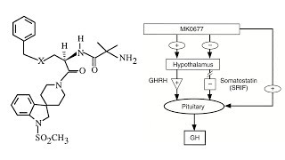 MK677 Ibutamoren  A Comprehensive Overview [upl. by Baseler511]