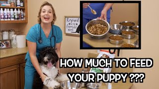 How much food to feed your puppy  Veterinary Approved [upl. by Yddub593]