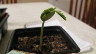 Growing Bonsai From Seed Update 1 month later [upl. by Eivla435]