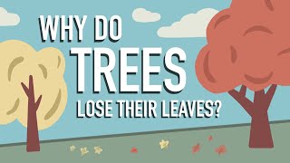 Why Do Trees Lose their Leaves [upl. by Amhser466]