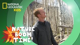 Tree Clones  Nature Boom Time  natgeokids [upl. by Rowland]