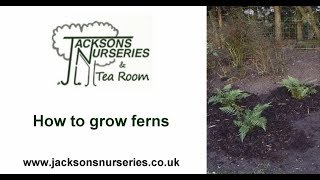 How to grow ferns in your garden [upl. by Bergin]