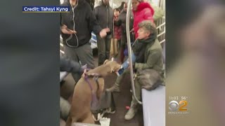 Dog Attacks Woman On Subway [upl. by Ahmad]