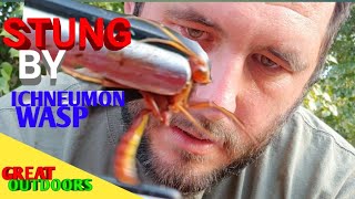 Stung by parasitic wasp parasitoids Ichneumon wasp sting test [upl. by Isnam]