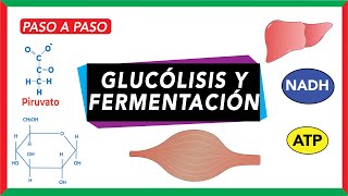 Glucólisis pasos y destino del piruvato fermentación [upl. by Adihahs]