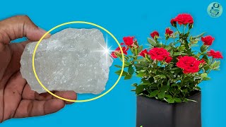 10 Powerful Rose Plant Care Tips  How to grow Roses [upl. by Leivad]