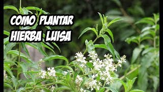 Como Plantar Hierba Luisa o Cedron  La Huerta de Ivan [upl. by Notnirb]