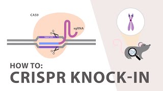 How to perform a CRISPR Knockin Experiment [upl. by Wilhelmina]