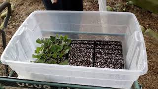 How to do Rhododendron cuttings [upl. by Nadaba556]