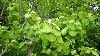 Why are Aspen Leaves Always Trembling Nature Insights [upl. by Bremer207]