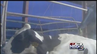 Video Shows Alleged Farm Animal Abuse [upl. by Yrrem]