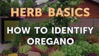 How to Identify Oregano [upl. by Sanderson351]